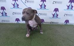 Shelter Stray Female Dog last seen , 2769 Conroy Rd, Orlando, FL 32839, USA