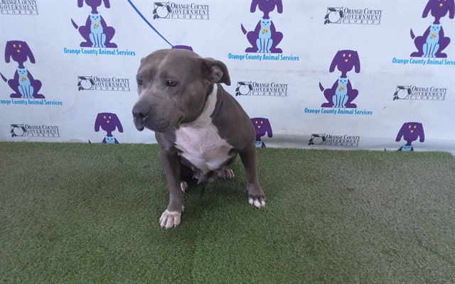 Shelter Stray Female Dog last seen , 2769 Conroy Rd, Orlando, FL 32839, USA
