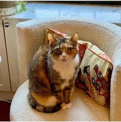 Lost Female Cat last seen Mill Road and River Road., Madison, CT 06443