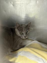 Shelter Stray Female Cat last seen , West Valley Animal Shelter, 20655 Plummer St, Chatsworth, CA 91311, USA