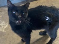 Shelter Stray Female Cat last seen SURFSIDE WAY & DRIFTWOOD ST, 2127 Front St, Sacramento, CA 95818, USA