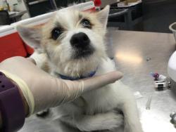 Shelter Stray Male Dog last seen Near BLOCK BEACHWOOD AVE, INDIO CA 92201, 72050 Pet Land Pl, Thousand Palms, CA 92276, USA