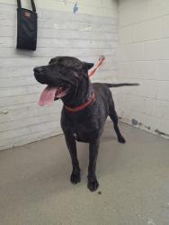 Shelter Stray Female Dog last seen Near BLOCK E EASTON AVE, 333 Chandler Pl, San Bernardino, CA 92408, USA