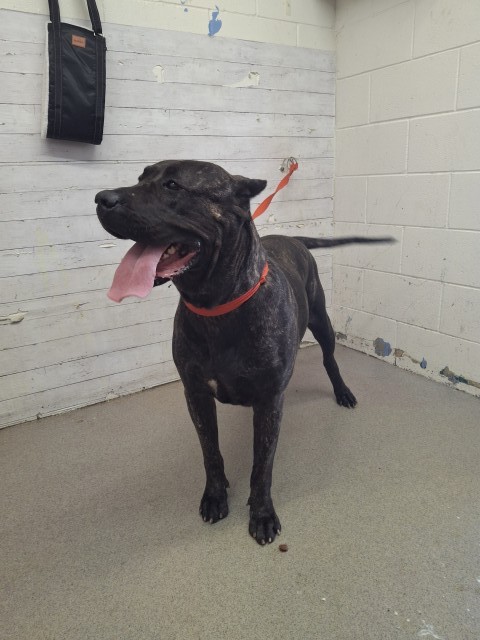 Shelter Stray Female Dog last seen Near BLOCK E EASTON AVE, 333 Chandler Pl, San Bernardino, CA 92408, USA
