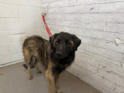 Shelter Stray Male Dog last seen W 8TH ST & N H ST, SAN BERNARDINO, CA, 92410, USA, 333 Chandler Pl, San Bernardino, CA 92408, USA