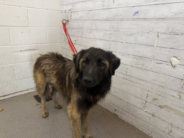 Shelter Stray Male Dog last seen W 8TH ST & N H ST, SAN BERNARDINO, CA, 92410, USA, 333 Chandler Pl, San Bernardino, CA 92408, USA