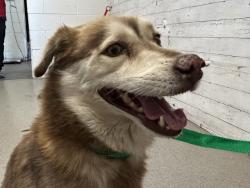 Shelter Stray Male Dog last seen Near BLOCK AND HUNTS LN, 333 Chandler Pl, San Bernardino, CA 92408, USA