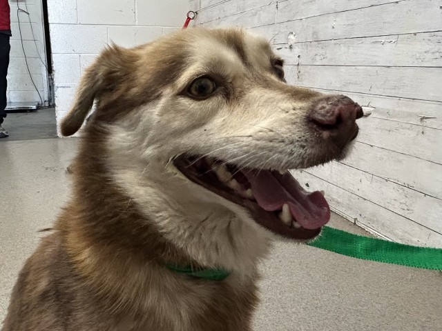 Shelter Stray Male Dog last seen Near BLOCK AND HUNTS LN, 333 Chandler Pl, San Bernardino, CA 92408, USA