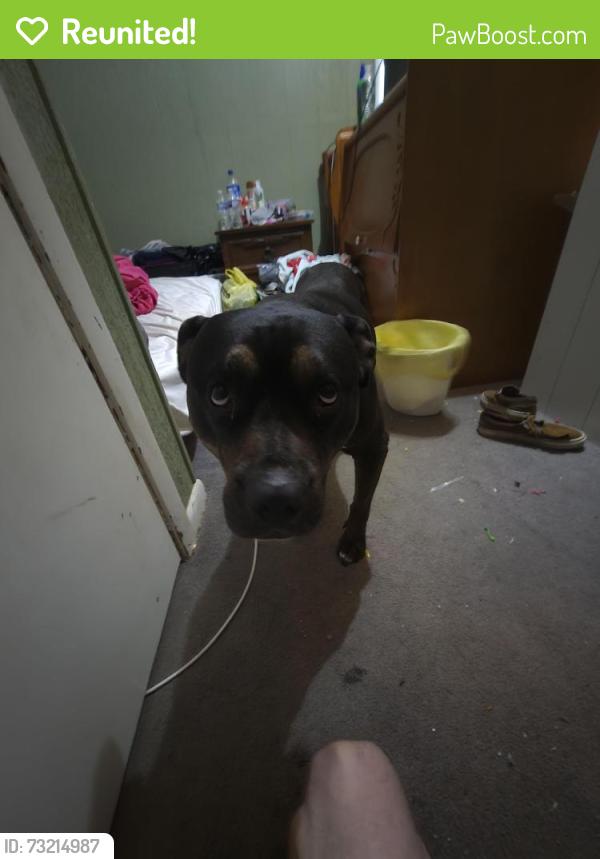 Reunited Female Dog last seen Towards the dollar general, Tunnel Hill, GA 30755