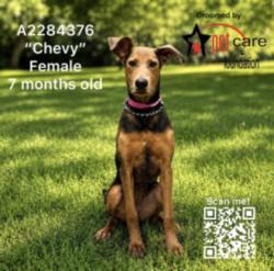 Shelter Stray Female Dog last seen , 3201 Lacy St, Los Angeles, CA 90031, USA
