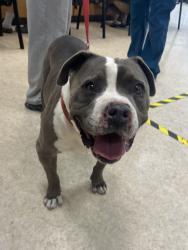 Shelter Stray Male Dog last seen , 957 N Gaffey St, San Pedro, CA 90731, USA