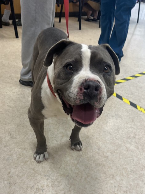 Shelter Stray Male Dog last seen , 957 N Gaffey St, San Pedro, CA 90731, USA