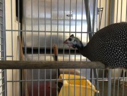 Shelter Stray Unknown Bird last seen Near BLOCK PIUTE CREEK DR, CORONA, CA, 6851 Van Buren Boulevard, Jurupa Valley, CA 92509, USA