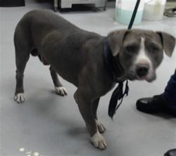 Shelter Stray Male Dog last seen Near BLOCK ROMIE ST, 4704 Corporation Dr, Fayetteville, NC 28306, USA