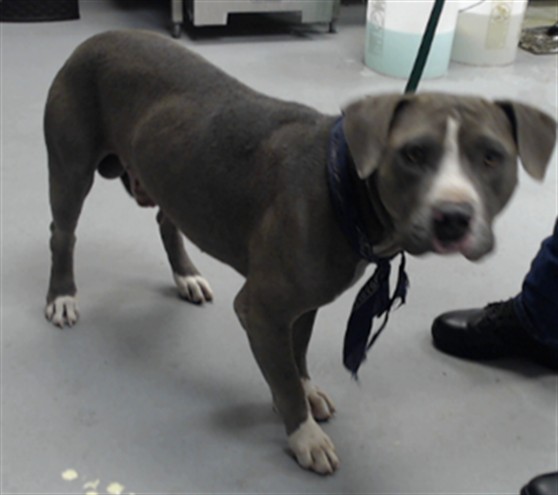 Shelter Stray Male Dog last seen Near BLOCK ROMIE ST, 4704 Corporation Dr, Fayetteville, NC 28306, USA