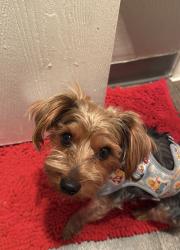 Lost Male Dog last seen Near east Kepner place, Aurora, CO 80017
