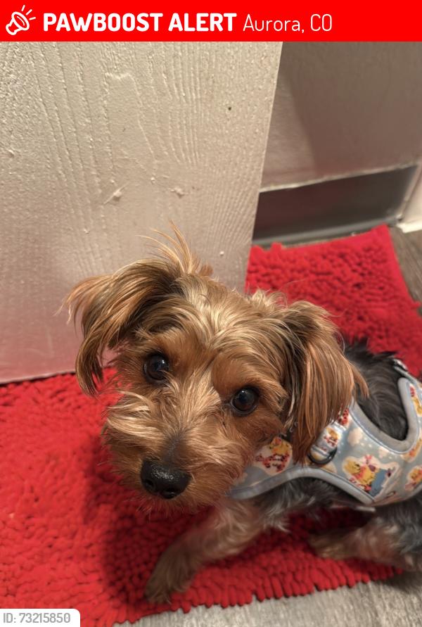 Lost Male Dog last seen Near east Kepner place, Aurora, CO 80017