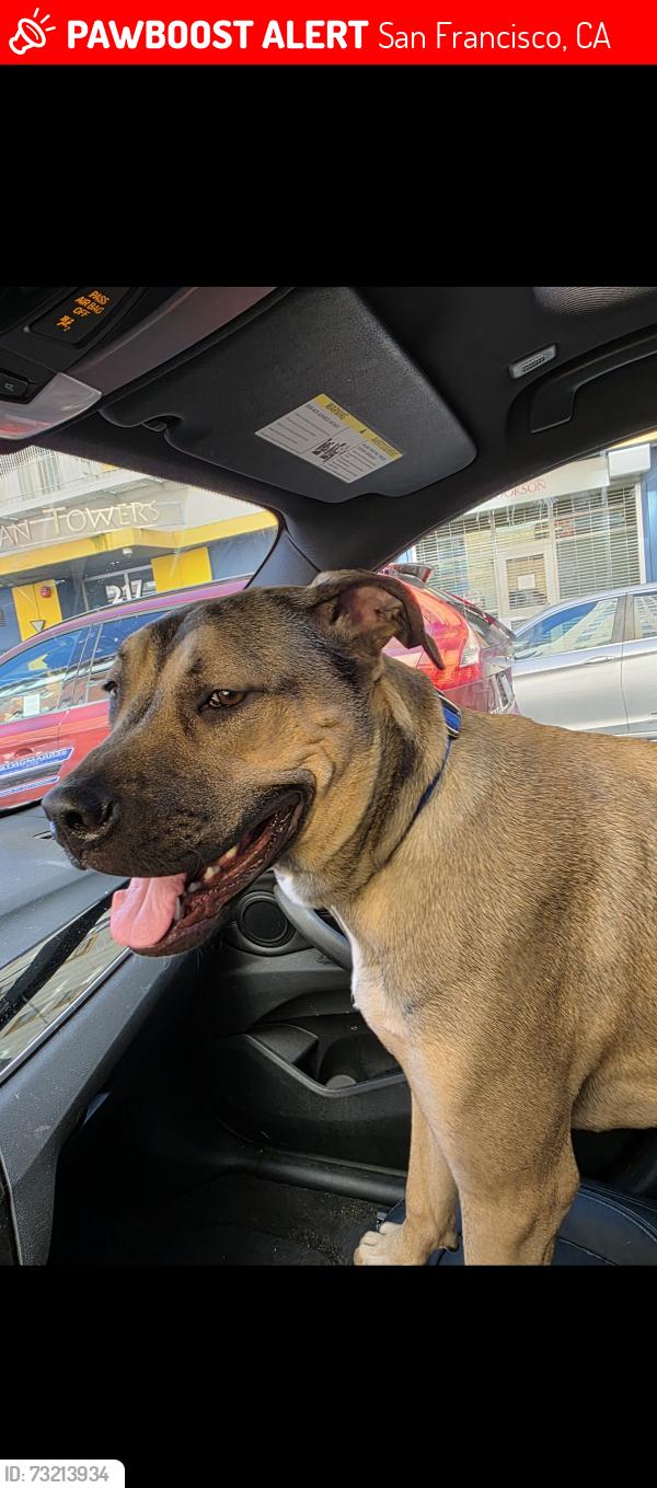 Lost Male Dog last seen Near Market street San francisco ca 94114 . in front of Tacoboy restaurant, San Francisco, CA 94131