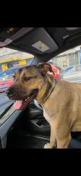 Lost Male Dog last seen Near Market street San francisco ca 94114 . in front of Tacoboy restaurant, San Francisco, CA 94131