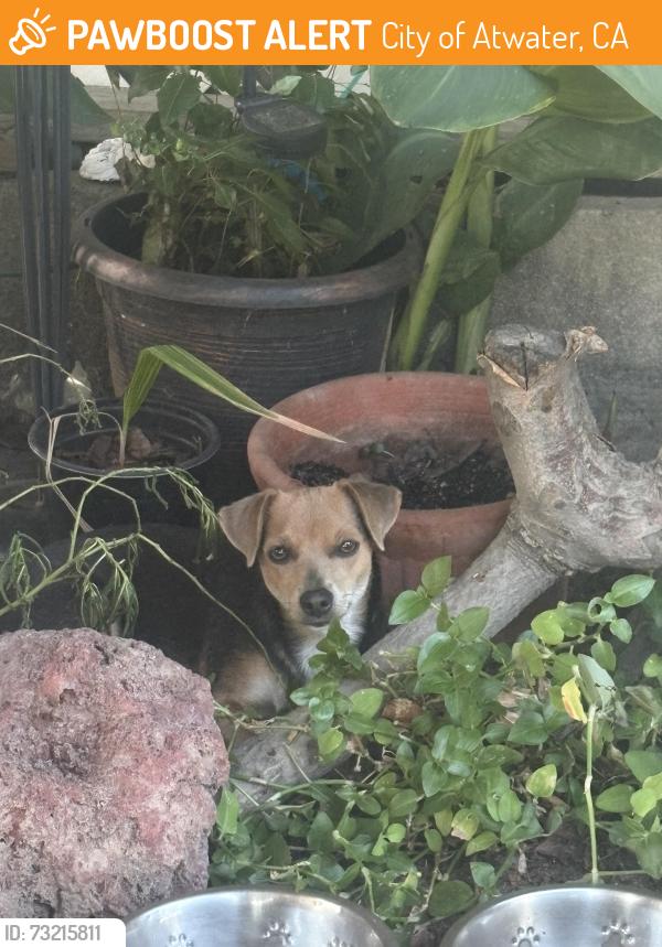 Found/Stray Female Dog last seen First st, City of Atwater, CA 95301