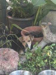 Found/Stray Female Dog last seen First st, City of Atwater, CA 95301