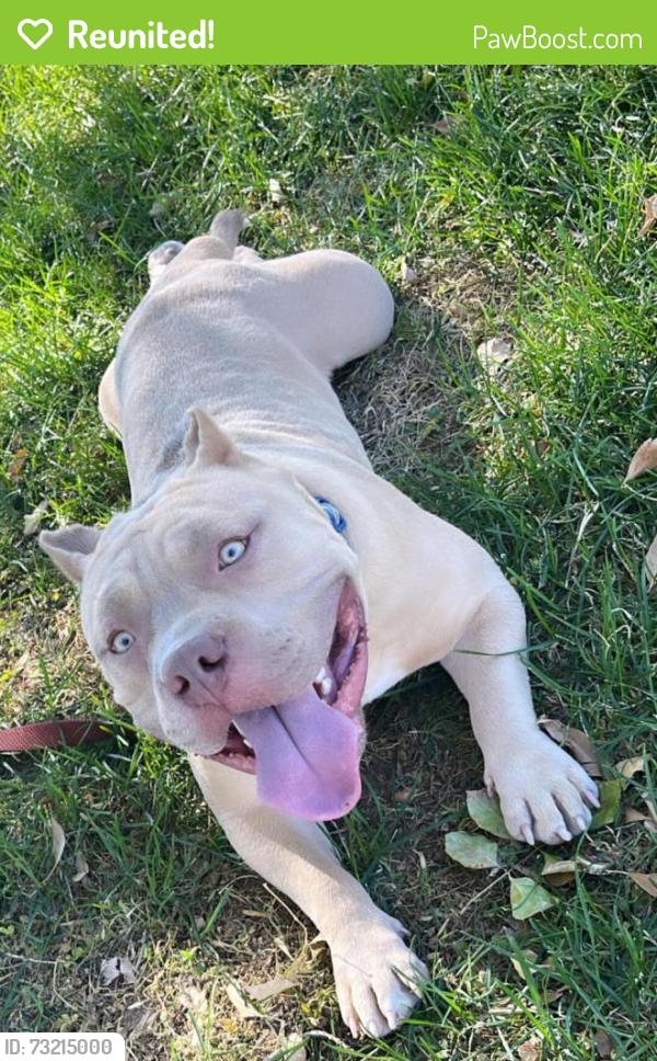 Reunited Male Dog last seen Lamb & Alexander, Sunrise Manor, NV 89115