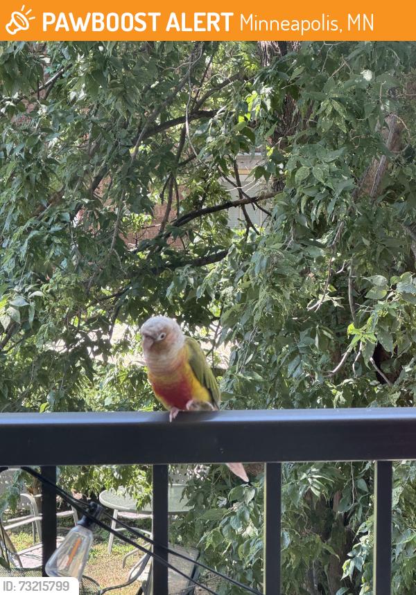 Found/Stray Unknown Bird last seen Irving Ave S and Lagoon, Minneapolis, MN 55408