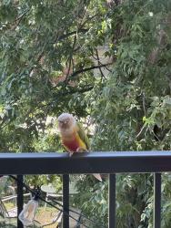 Found/Stray Unknown Bird last seen Irving Ave S and Lagoon, Minneapolis, MN 55408