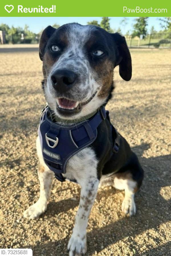 Reunited Male Dog last seen 30th & Arapahoe, Boulder, CO 80301