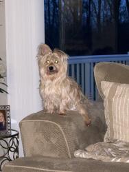 Reunited Female Dog last seen Shelby twp, Shelby Township, MI 48316