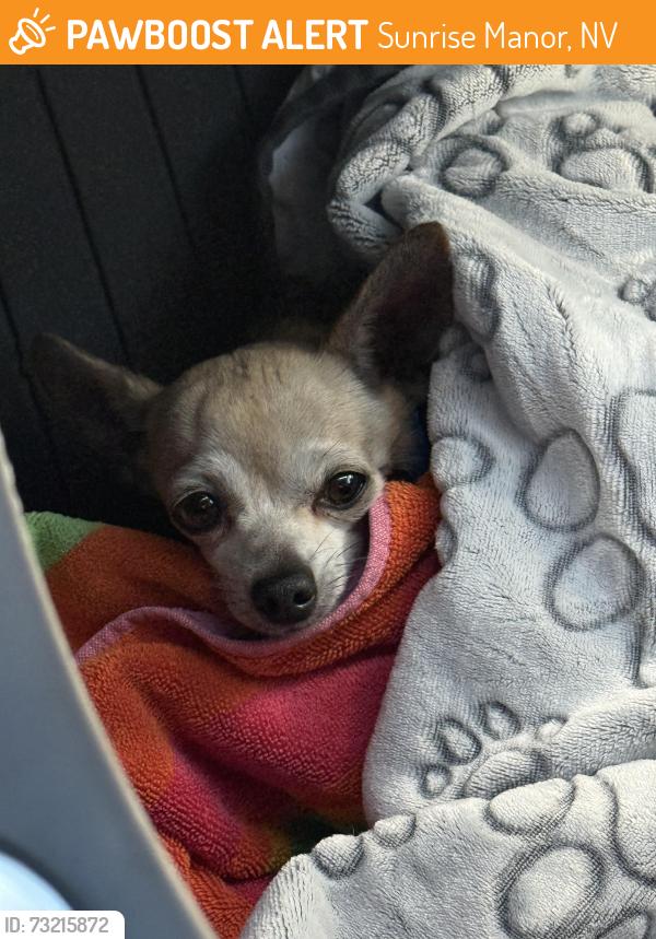 Found/Stray Male Dog last seen Lake Mead and Sloan, Sunrise Manor, NV 89156