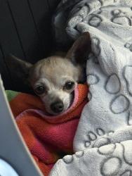 Found/Stray Male Dog last seen Lake Mead and Sloan, Sunrise Manor, NV 89156