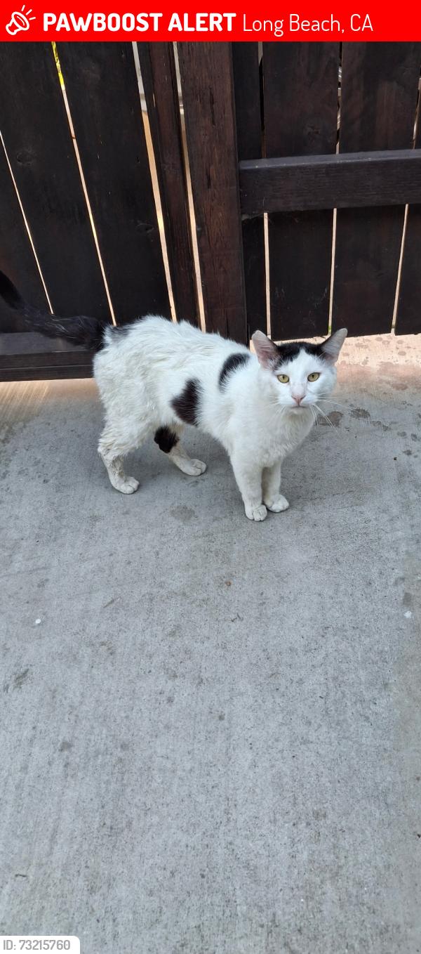 Lost Male Cat last seen Linden st and 53st, Long Beach, CA 90805