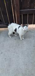 Lost Male Cat last seen Linden st and 53st, Long Beach, CA 90805