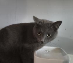 Reunited Male Cat last seen Cambridge Dr & Dartmouth, Parma, OH 44129