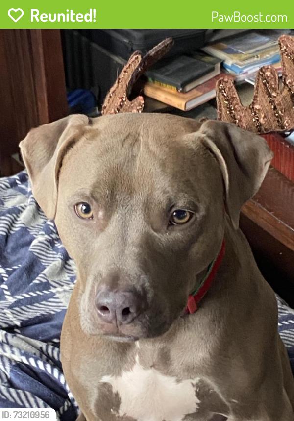 Reunited Female Dog last seen Hedge and Mackenzie, Affton, MO 63123