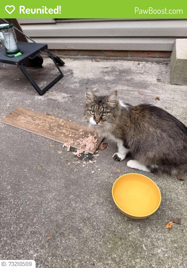 Reunited Unknown Cat last seen St Thomas Aquinas, Louisville, OH 44641