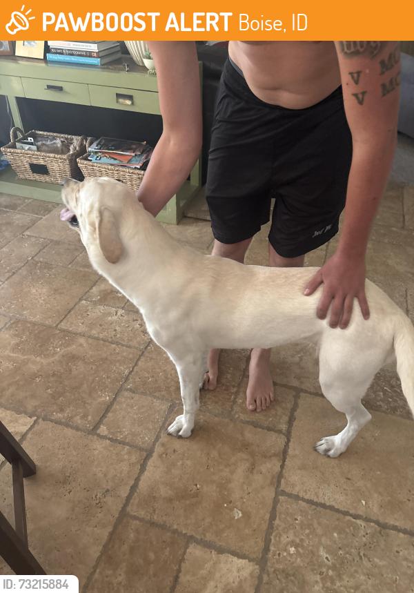 Found/Stray Female Dog last seen McMillian and five mile, Boise, ID 83713