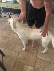 Found/Stray Female Dog last seen McMillian and five mile, Boise, ID 83713
