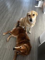 Reunited Male Dog last seen Decatur and Flamingo, Las Vegas, NV 89103