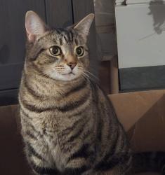 Lost Female Cat last seen Spring Path Trail in Clemmons’ Springfield Farms neighborhood, Clemmons, NC 27012