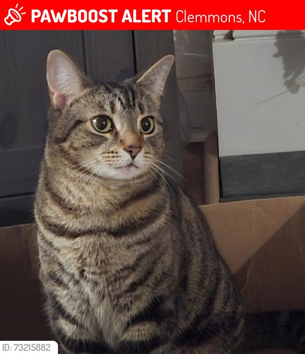 Lost Female Cat last seen Spring Path Trail in Clemmons’ Springfield Farms neighborhood, Clemmons, NC 27012