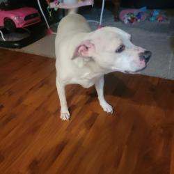 Reunited Female Dog last seen Farmer denton road, Brantley Gordon Rd, NC 27205