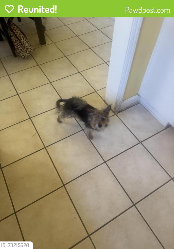 Reunited Unknown Dog last seen De garmo and Alexander street, San Fernando, CA 91340