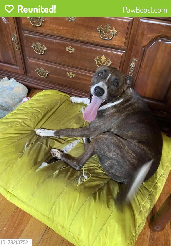 Reunited Male Dog last seen Trewhitt Rd se, Rodney lane, dalton pike, spring place road, Cleveland, TN 37323