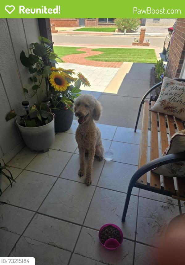 Reunited Female Dog last seen Near James Grant Dr, El Paso, TX 79936, USA, El Paso, TX 79936