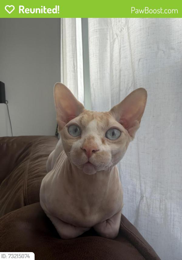 Reunited Male Cat last seen Restless River Street and Frias, Enterprise, NV 89141
