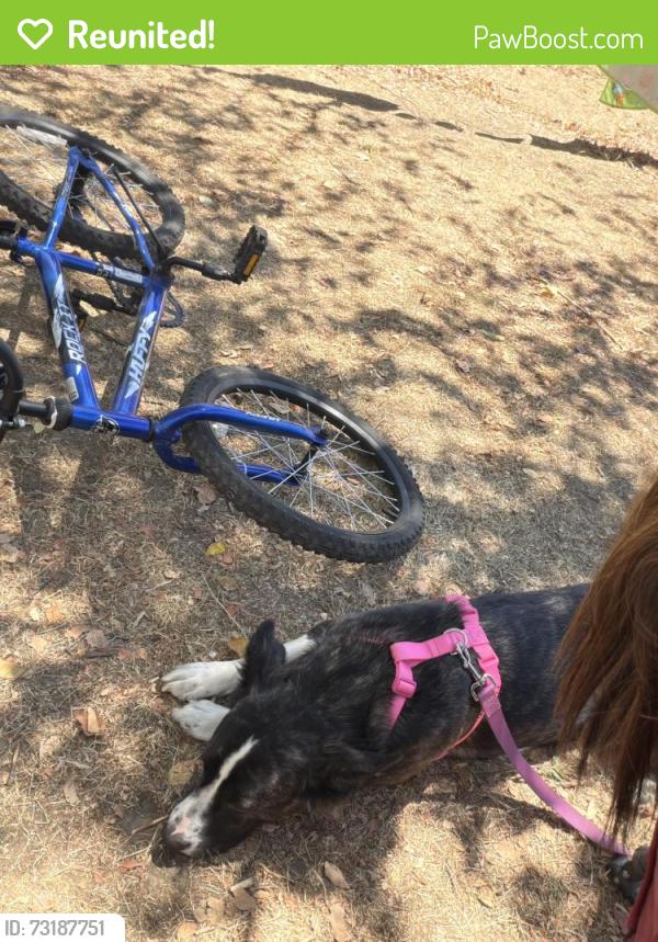 Reunited Female Dog last seen US 101, Garberville, CA 95542