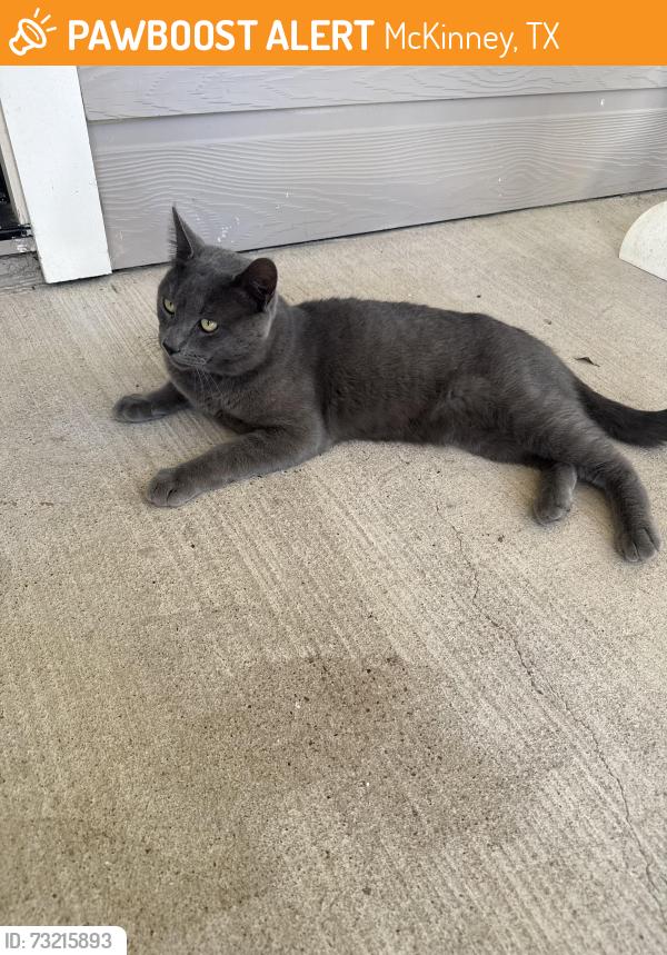 Found/Stray Male Cat last seen College and new st, McKinney, TX 75069