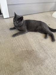 Found/Stray Male Cat last seen College and new st, McKinney, TX 75069
